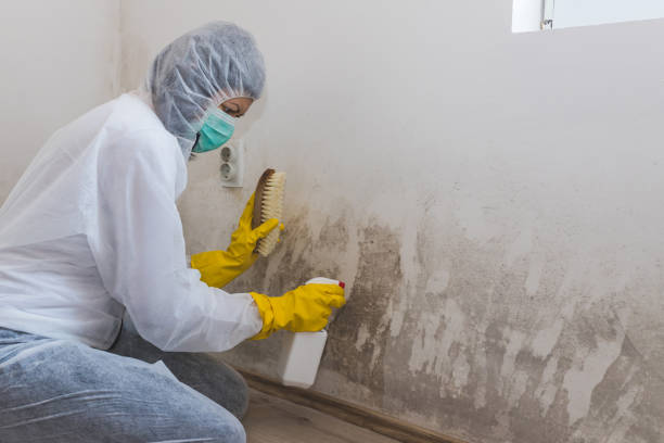 Mold Removal Process in Picture Rocks, AZ